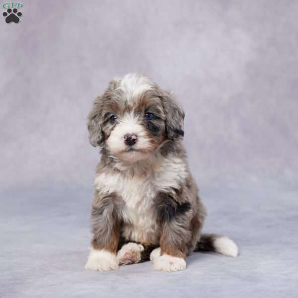 Blair, Mini Bernedoodle Puppy